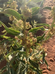 Asclepias erosa