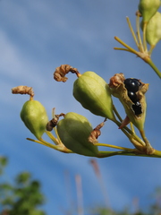 Iris domestica