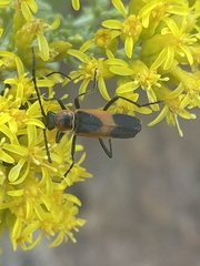 Chauliognathus basalis