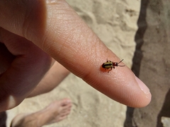 Crioceris paracenthesis