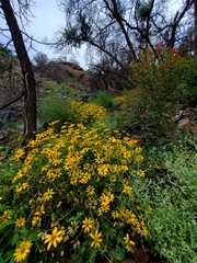 Heliopsis parvifolia