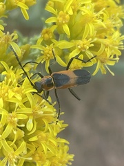 Chauliognathus basalis