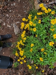 Heliopsis parvifolia