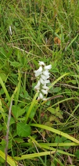 Spiranthes cernua
