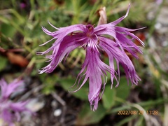 Dianthus pygmaeus