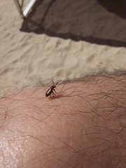 Crioceris paracenthesis