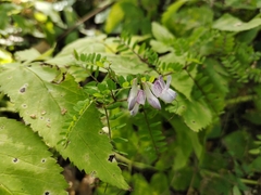 Vicia sylvatica