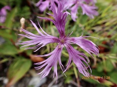 Dianthus pygmaeus