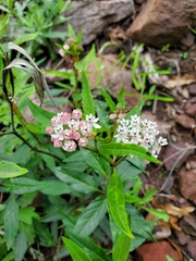 Asclepias texana