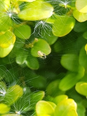 Araniella cucurbitina