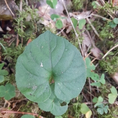 Viola