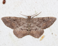 Hypagyrtis