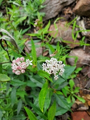Asclepias texana