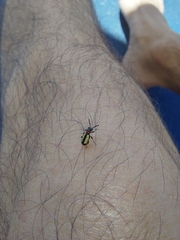 Crioceris paracenthesis