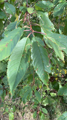 Prunus avium