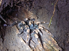 Megaphobema mesomelas