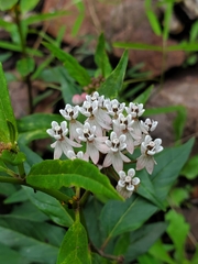 Asclepias texana
