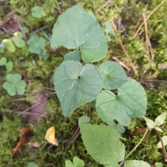Viola