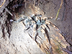 Megaphobema mesomelas