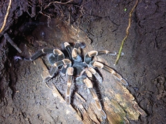 Megaphobema mesomelas