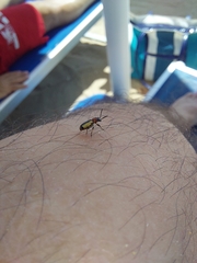 Crioceris paracenthesis