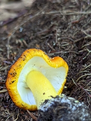 Amanita erythrocephala