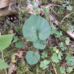 Viola