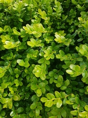 Buxus sempervirens
