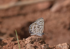 Leptotes plinius