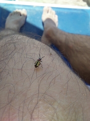 Crioceris paracenthesis