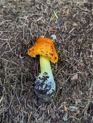 Amanita erythrocephala