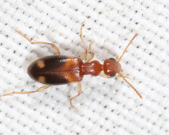 Stricticomus tobias