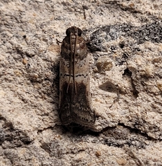 Chararica hystriculella
