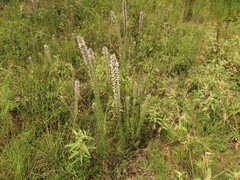 Liatris elegans elegans