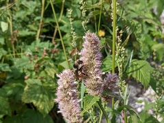 Agastache urticifolia