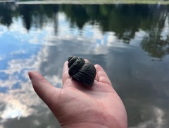 Cipangopaludina chinensis