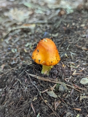 Amanita erythrocephala