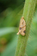 Clepsis peritana