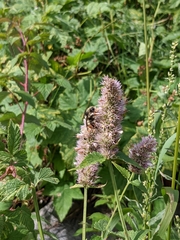 Agastache urticifolia