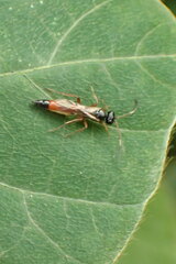 Ichneumonidae