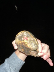 Sternotherus odoratus