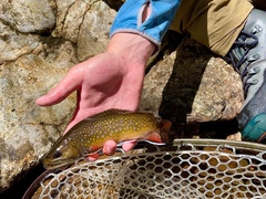 Salvelinus fontinalis