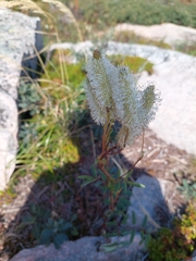 Sanguisorba canadensis
