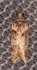 Chionodes mediofuscella