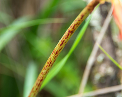 Phycella cyrtanthoides