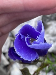 Gentianopsis crinita