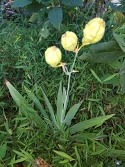 Iris domestica