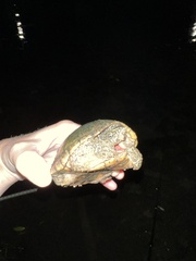 Sternotherus odoratus
