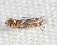 Phyllonorycter blancardella