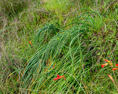 Phycella cyrtanthoides